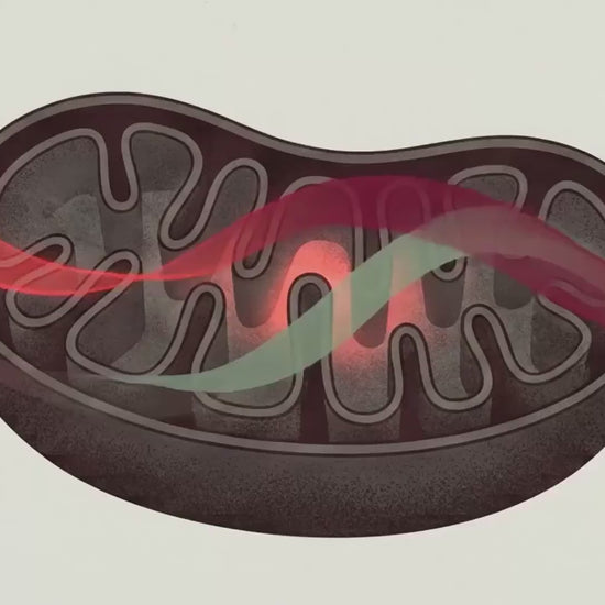 BioLight Cocoon overview video